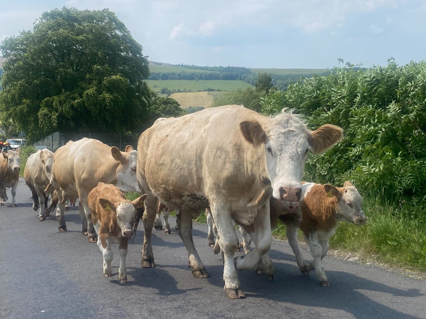 herd of cows in cumbria