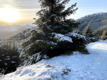 winter scene with tree in foreground, sun setting in cumbria