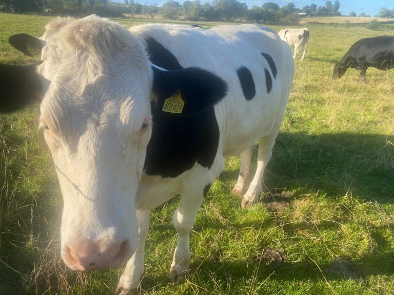 a cow in a field in cumbria