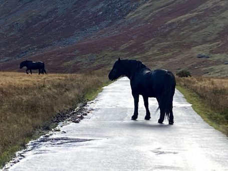 horse in middle of the road in cumbria