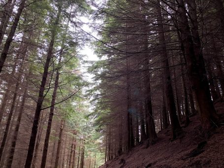 dodds wood in keswick, cumbria