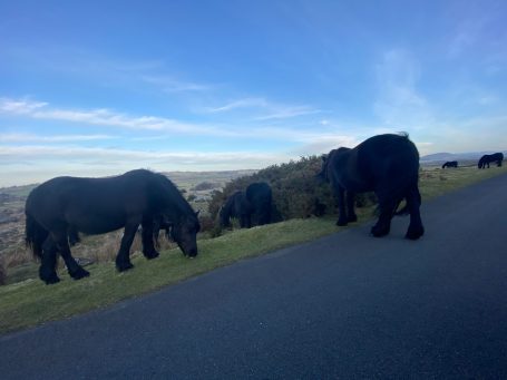 wild horses on a road in cumbria