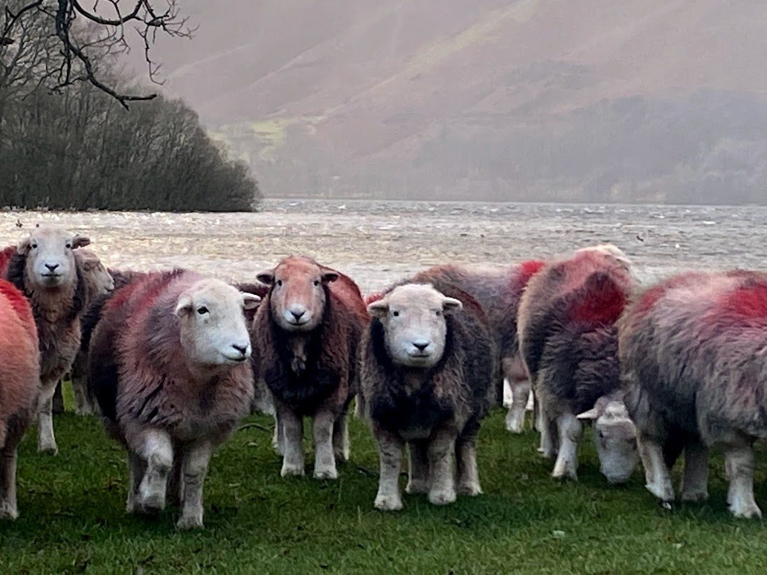 sheep in cumbria