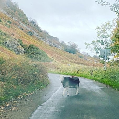 sheep in middle of road in cumbria