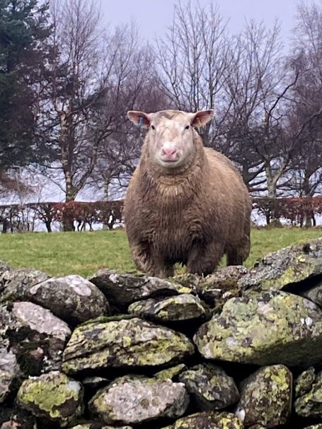 sheep in cumbria in a field